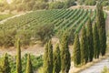 Vineyards in the highlands, a view from a height, morning light Royalty Free Stock Photo