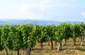 Vineyards in the hill-side near Tokaj city, Hungary Royalty Free Stock Photo