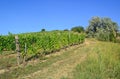 Vineyards in the hill-side near Tokaj city, Hungary Royalty Free Stock Photo