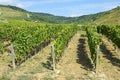 Vineyards at the hill side, Tokaj Royalty Free Stock Photo