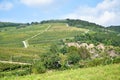 Vineyards at the hill side, Tokaj Royalty Free Stock Photo