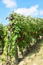 Vineyards at the hill side, Tokaj Royalty Free Stock Photo