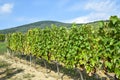 Vineyards at the hill side, Tokaj Royalty Free Stock Photo