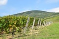 Vineyards at the hill side, Tokaj Royalty Free Stock Photo