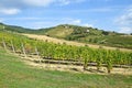 Vineyards at the hill side, Tokaj Royalty Free Stock Photo