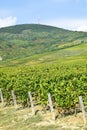 Vineyards at the hill side, Tokaj Royalty Free Stock Photo