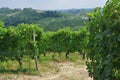 Vineyards and hills of the Langhe region. Piemonte, Italy Royalty Free Stock Photo