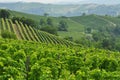 Vineyard and hills of the Langhe region. Piemonte, Italy Royalty Free Stock Photo