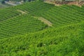Vineyard and hills of the Langhe region. Piemonte, Italy Royalty Free Stock Photo
