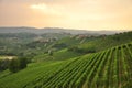 Vineyard and hills of the Langhe region. Piemonte, Italy Royalty Free Stock Photo