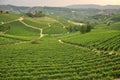 Vineyard and hills of the Langhe region. Piemonte, Italy Royalty Free Stock Photo