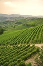 Vineyard and hills of the Langhe region. Piemonte, Italy Royalty Free Stock Photo