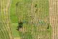 Sibgle man in vineyards in Lendavske Gorice, Slovenia