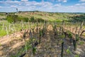 Vineyards in Lendavske Gorice in Slovenia - wine Royalty Free Stock Photo