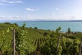 Vineyards in the hills of Meersburg. Lake Constance Royalty Free Stock Photo