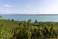 Vineyards in the hills of Meersburg. Lake Constance Royalty Free Stock Photo