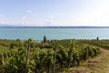 Vineyards in the hills of Meersburg. Lake Constance Royalty Free Stock Photo