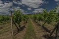 Vineyards and hills near Moravske Branice village in hot summer sunny day Royalty Free Stock Photo