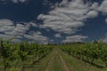 Vineyards and hills near Moravske Branice village in hot summer sunny day Royalty Free Stock Photo