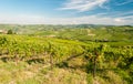 Vineyards in the hills of Oltrepo& x27; Pavese, near Pavia Royalty Free Stock Photo