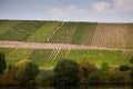 Vineyards at the hills of the river Mosel edge in summer with fr Royalty Free Stock Photo