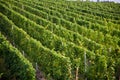 Vineyards at the hills of the river Mosel edge in summer with fr Royalty Free Stock Photo