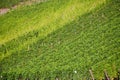 Vineyards at the hills of the river Mosel edge in summer with fr Royalty Free Stock Photo