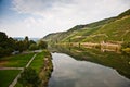 vineyards at the hills of the romantic river Mosel edge in summer with fresh grapes and reflection in the river