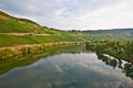 vineyards at the hills of the romantic river Mosel edge in summer with fresh grapes and reflection in the river Royalty Free Stock Photo