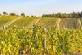 Vineyards on the hills of Tuscany in the golden hour in Autumn i Royalty Free Stock Photo