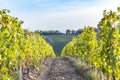 Vineyards on the hills of Tuscany in the golden hour in Autumn i Royalty Free Stock Photo