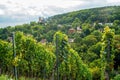 Vineyards on hills of Wurzburg abd amazing church on other hill