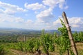 Vineyards on the hillside near Tarcal village, Hungary Royalty Free Stock Photo