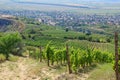 Vineyards on the hillside near Tarcal village, Hungary Royalty Free Stock Photo