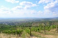 Vineyards on the hillside near Tarcal village, Hungary Royalty Free Stock Photo