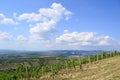 Vineyards on the hillside near Tarcal village, Hungary