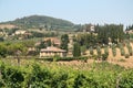 Vineyards on hillside in Tuscany