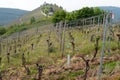 Vineyards on hillslope, by Marienburg on a hill, Moselle valley, near Zell, Germany Royalty Free Stock Photo