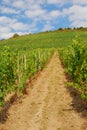 Vineyards on hils by the Mosel river valley