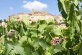 The vineyards of the historic Italian village of Cossignano in Italy Royalty Free Stock Photo