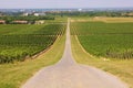 Vineyards in Ilok Royalty Free Stock Photo