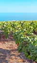 Vineyards on the island of Tenerife Royalty Free Stock Photo