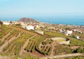 Vineyards on the island of Tenerife Royalty Free Stock Photo