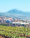 Vineyards on the island of Tenerife Royalty Free Stock Photo