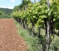 Vineyards in the Italian hills at summer and a field Royalty Free Stock Photo