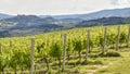 Vineyards in Italy, Montefalco