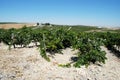 Vineyards, Jerez de la Frontera.