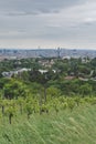 Vineyards on Kahlenberg Royalty Free Stock Photo