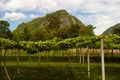 Vineyards in Khao Yai, Thailand. Royalty Free Stock Photo