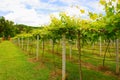 Vineyards in Khao Yai, Thailand.